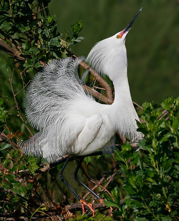 December 2008 - Peter O'Malley - Snowy Egret's Mating Dance