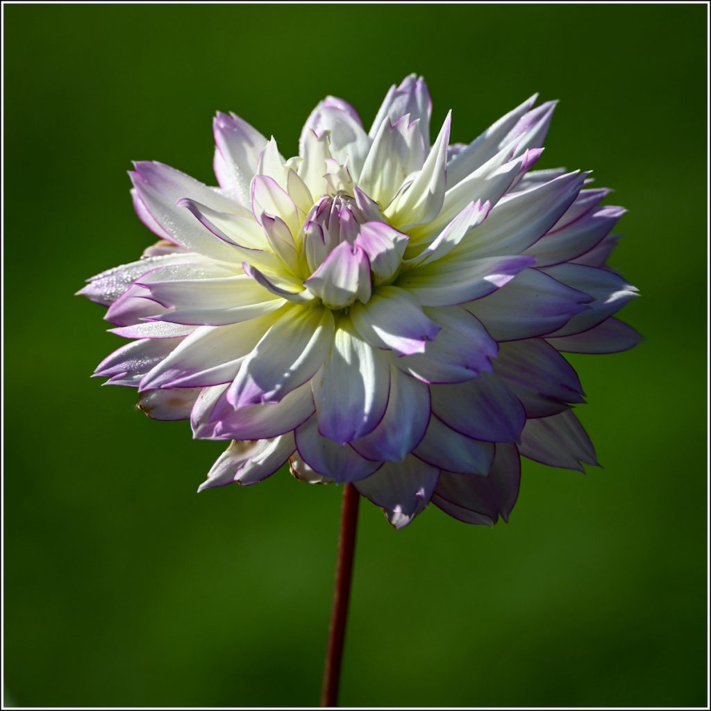 Dahlia in Morning Light by Laura Warren