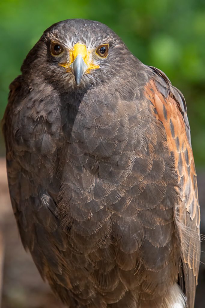 Bay Winged Hawk by Walter Kerner