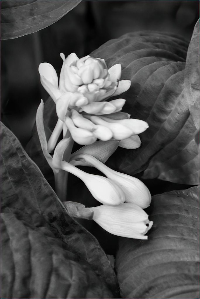 Hosta Flowers by Rich Gheno